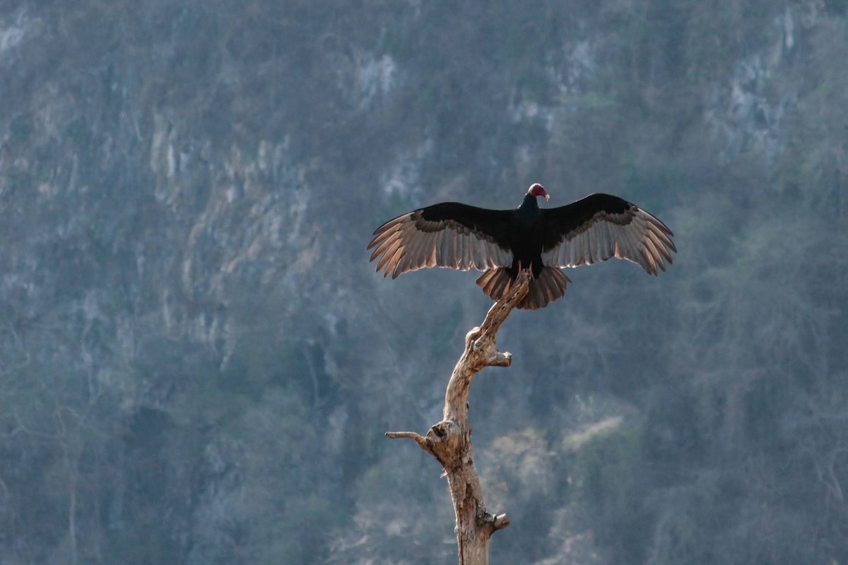 Turkey Vulture - ML426017361