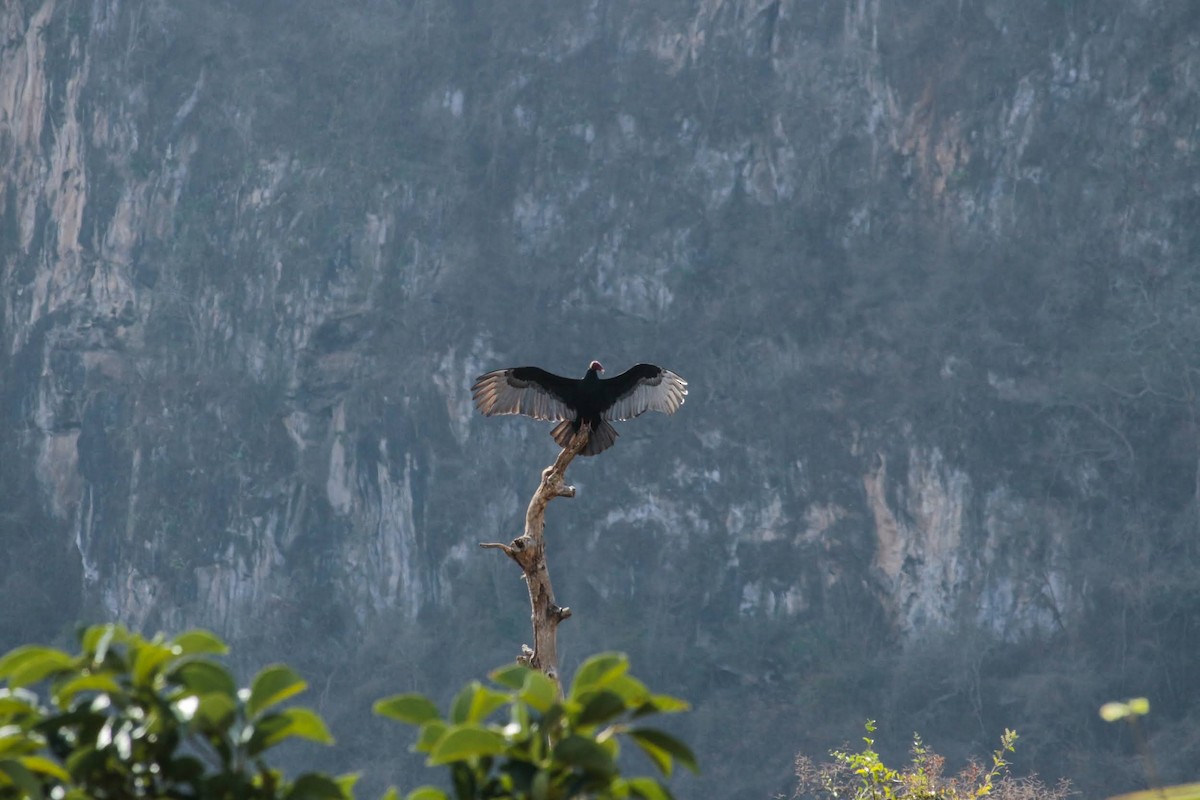 Turkey Vulture - ML426017371