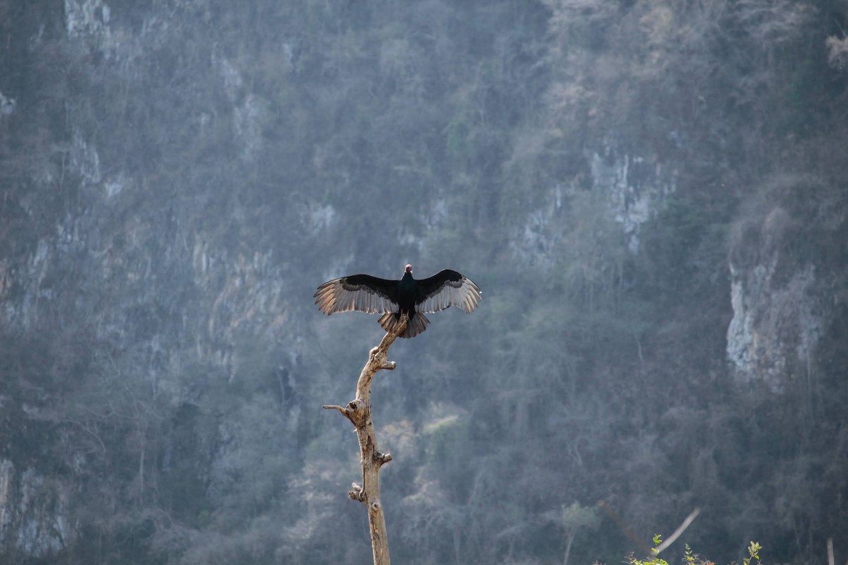 Turkey Vulture - ML426017381