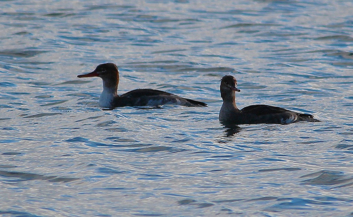 Common Merganser - ML426017641