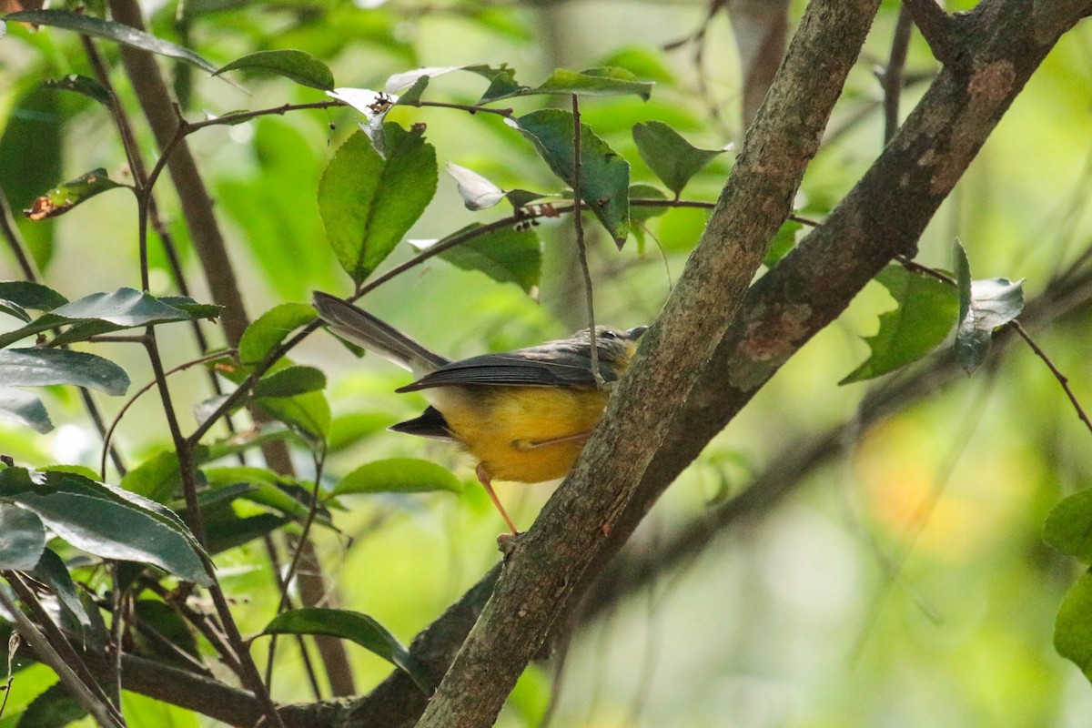 Golden-crowned Warbler - ML426018001