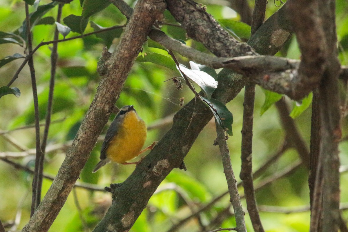 Golden-crowned Warbler - ML426018011