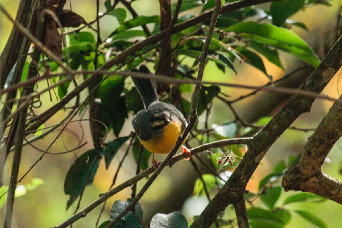 Golden-crowned Warbler - ML426018021