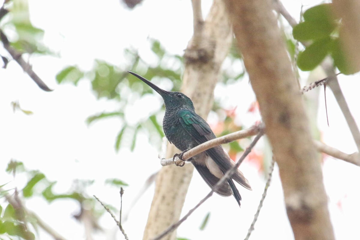 Blauschwanz-Buffonkolibri - ML426018241