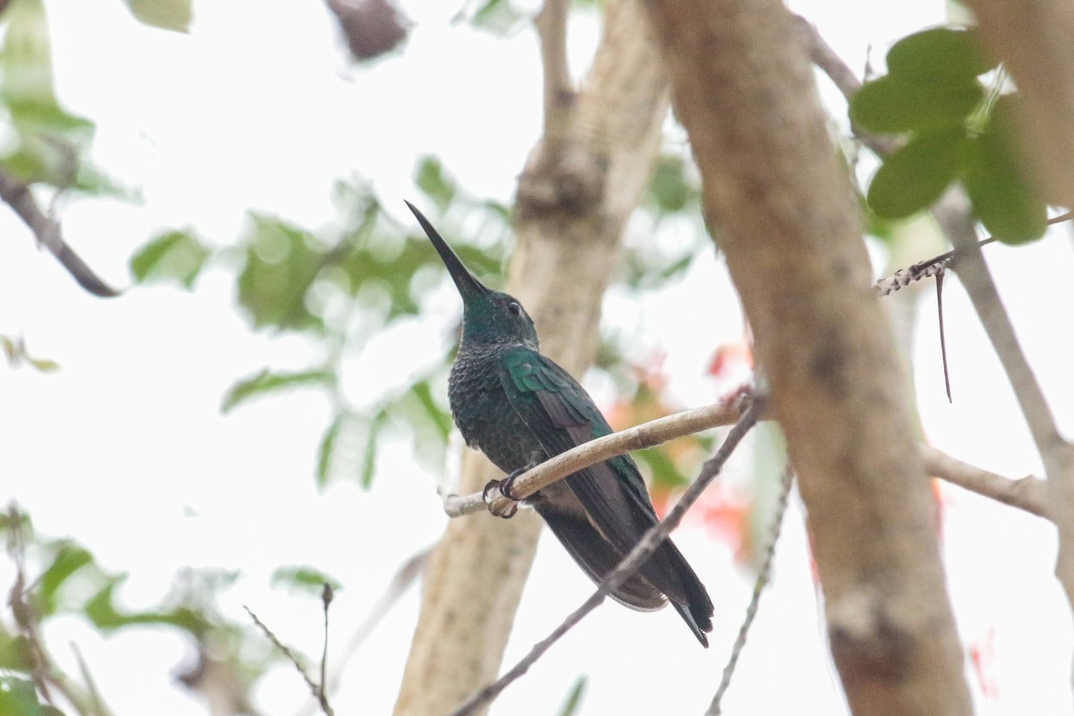 Blauschwanz-Buffonkolibri - ML426018251