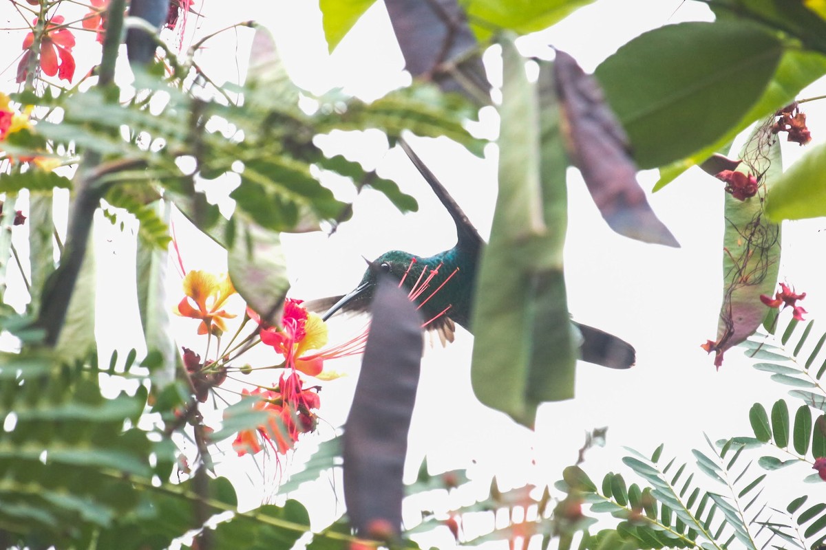 Blauschwanz-Buffonkolibri - ML426018261