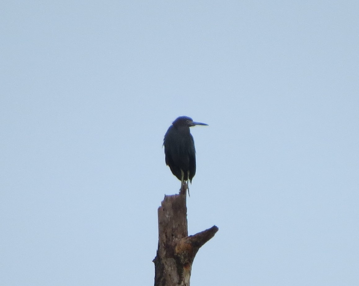 Little Blue Heron - ML426019391
