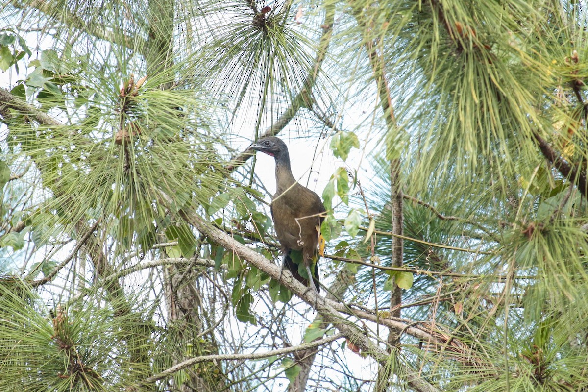Rufous-vented Chachalaca - ML426019921