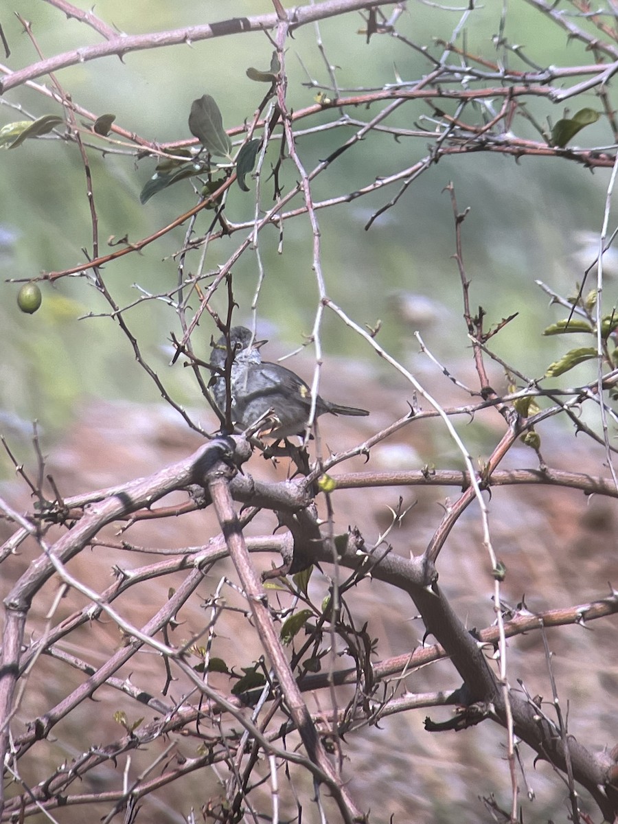 Cyprus Warbler - shmuel yaacobov