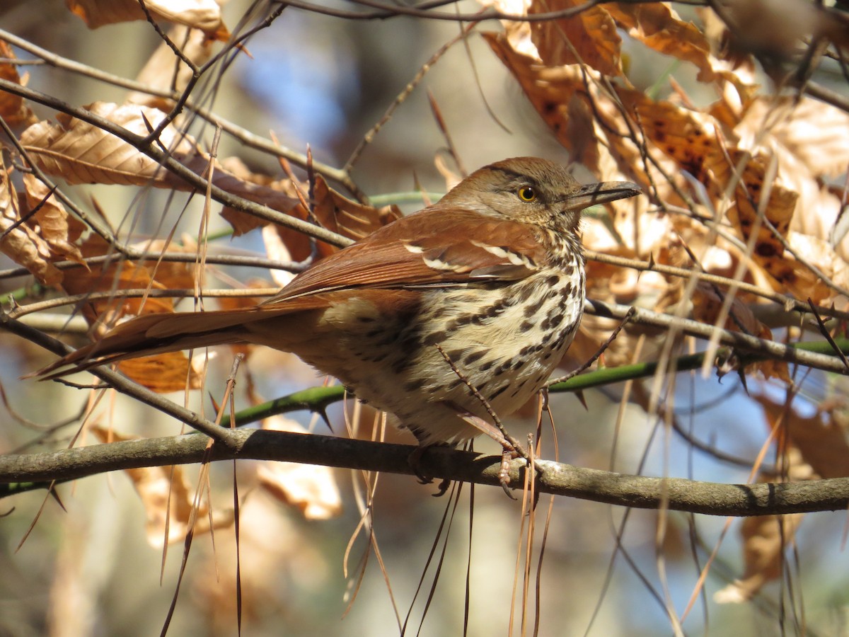 Brown Thrasher - ML426020341