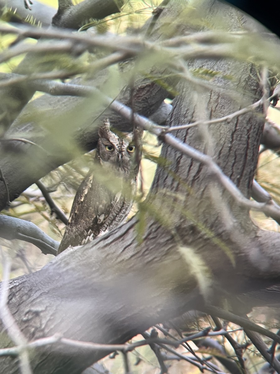 Eurasian Scops-Owl - shmuel yaacobov