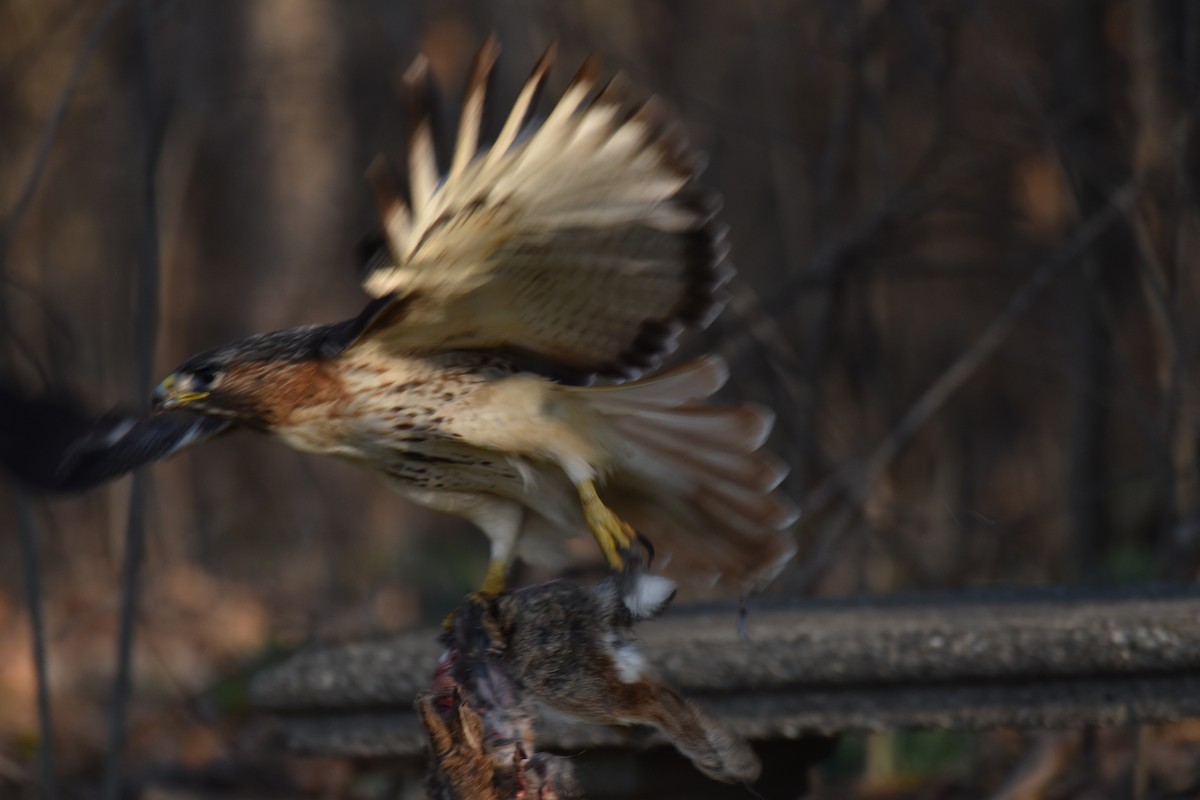 Red-tailed Hawk - ML426020791