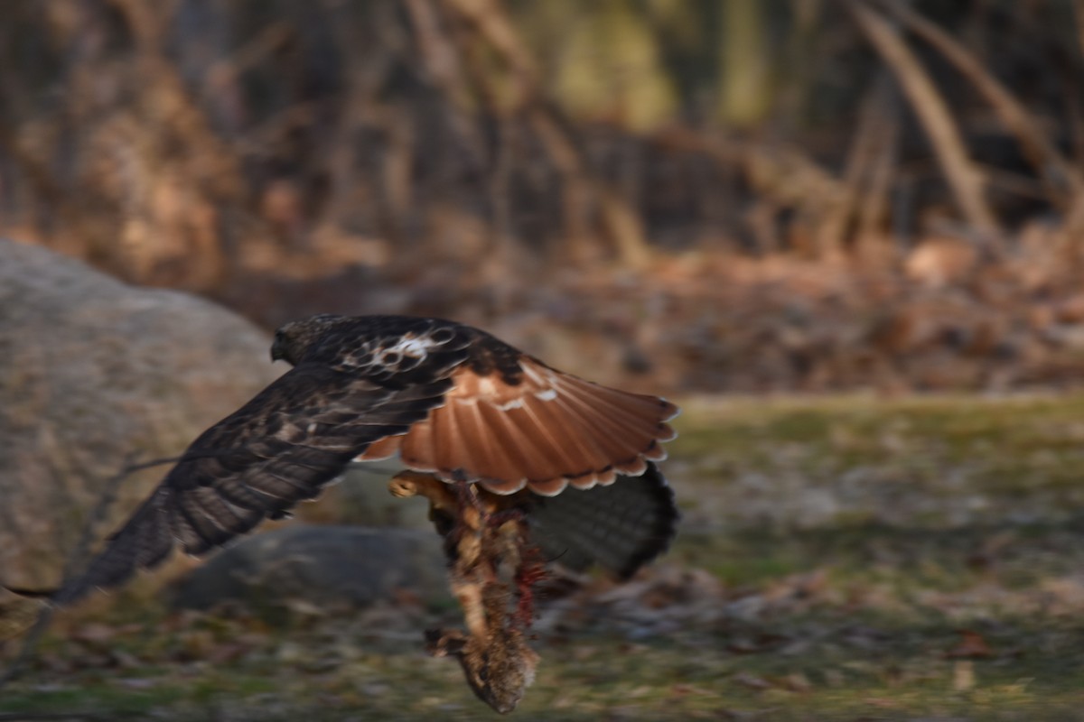 Red-tailed Hawk - ML426020801