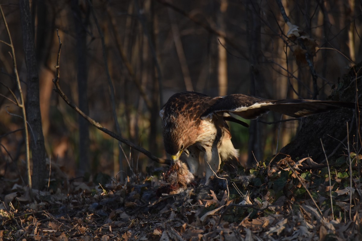 Red-tailed Hawk - ML426020871