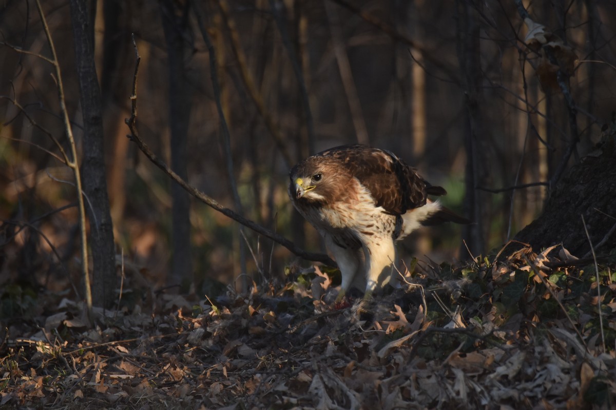 Red-tailed Hawk - ML426021001