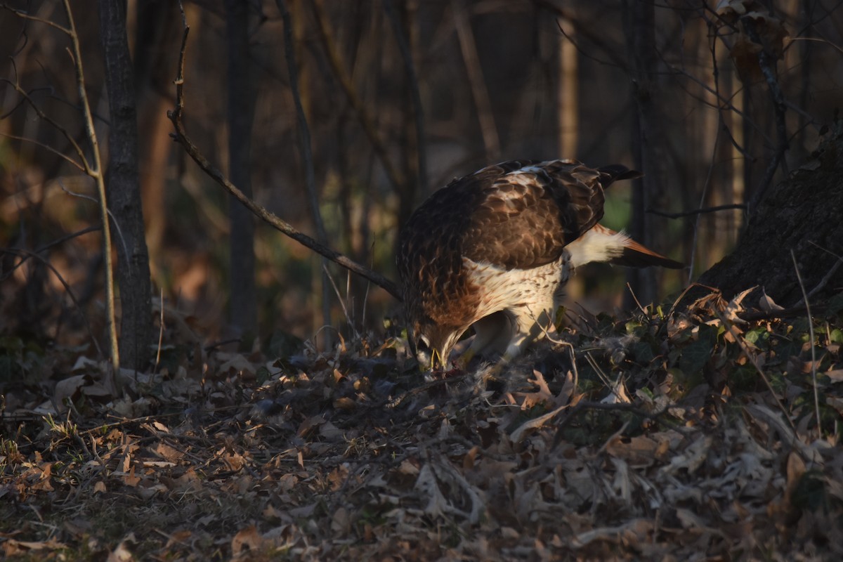 Red-tailed Hawk - ML426021071