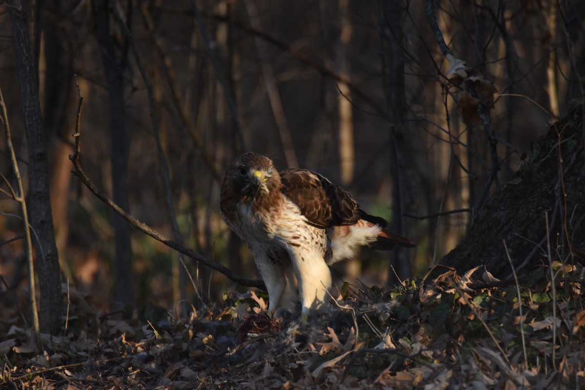 Red-tailed Hawk - ML426021131