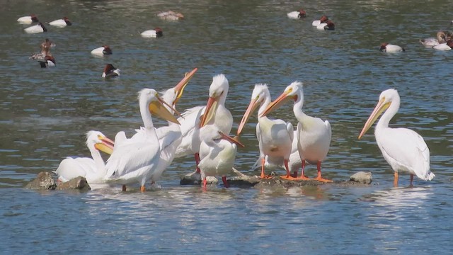 American White Pelican - ML426021401