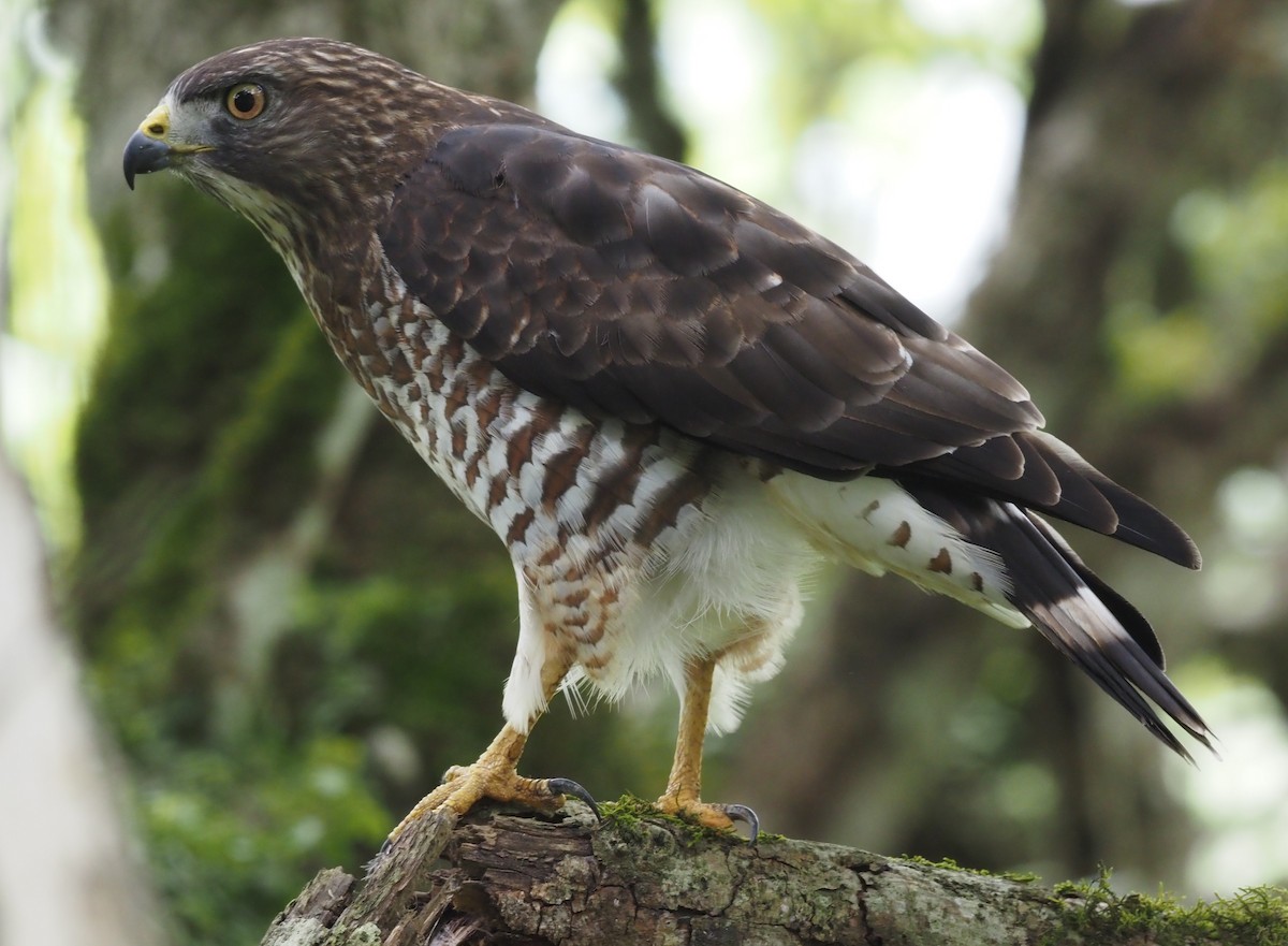 Broad-winged Hawk - ML426027731