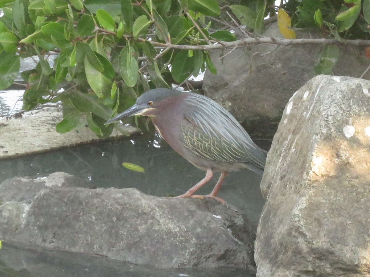 Green Heron - ML426029161