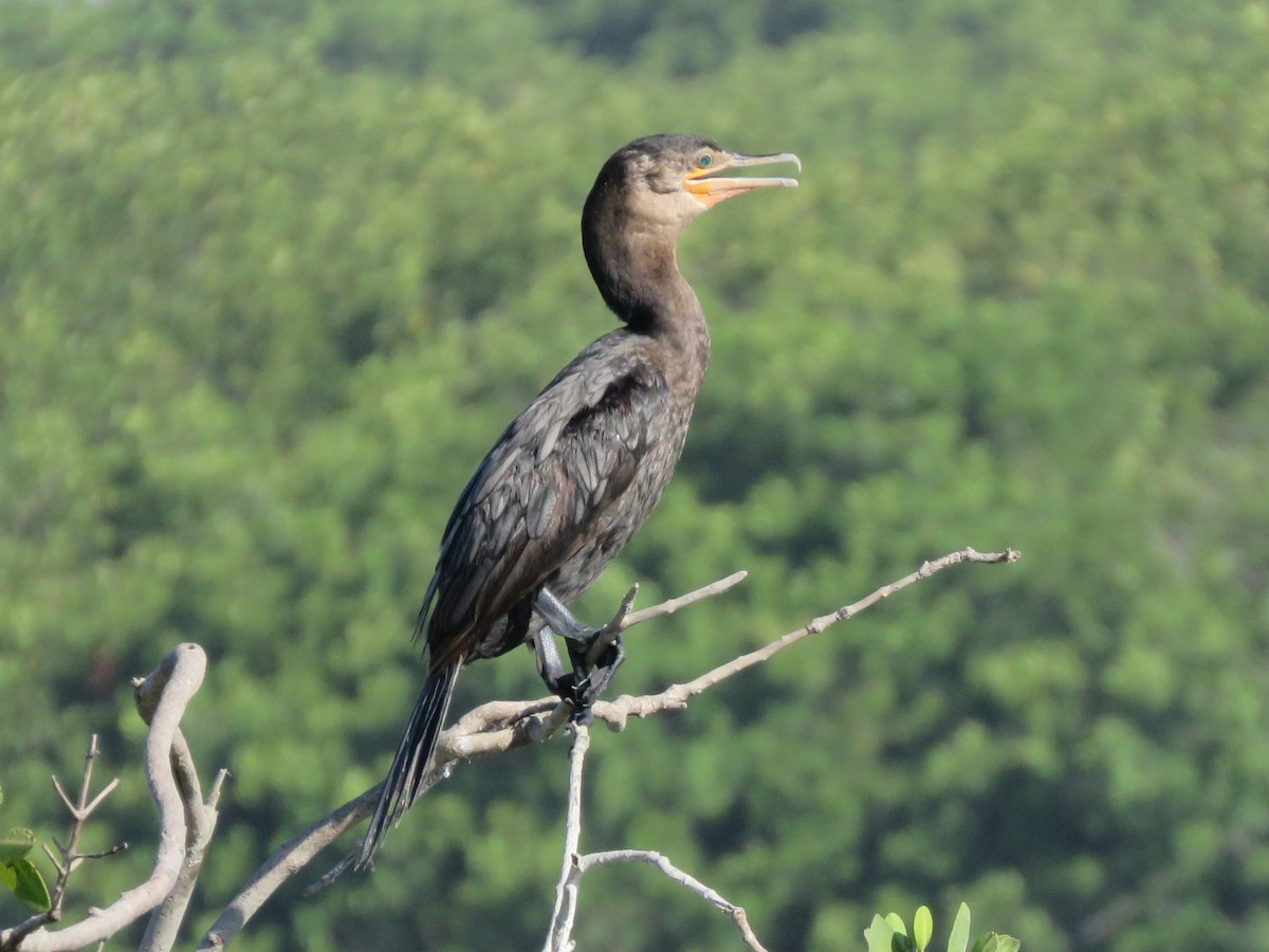 Neotropic Cormorant - Karen Ormon