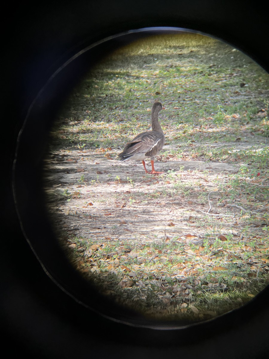 Greater White-fronted Goose - ML426029631
