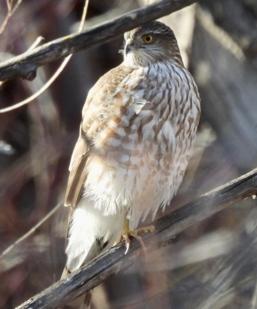 Sharp-shinned Hawk - ML426031081