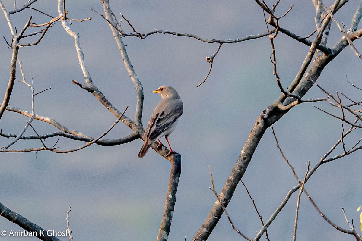 Black-throated Thrush - ML426031131