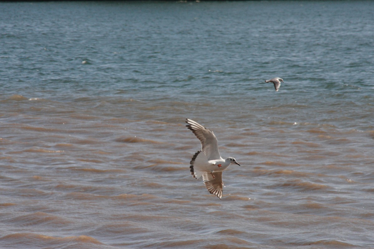 Black-headed Gull - ML42603241