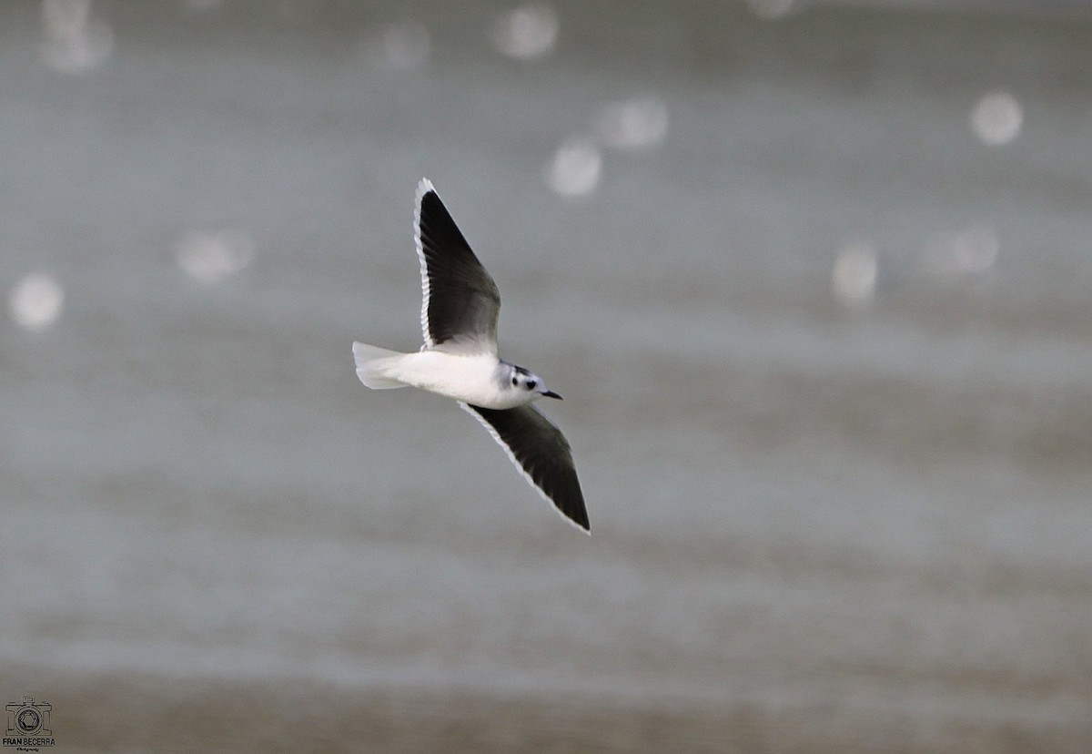Little Gull - ML426032541