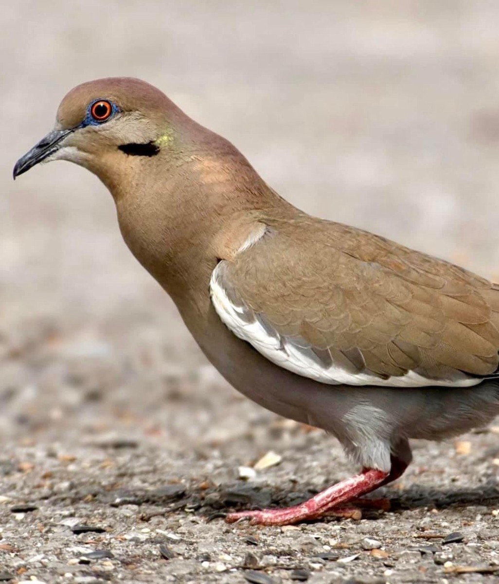 White-winged Dove - Tennessee Rare Bird Records