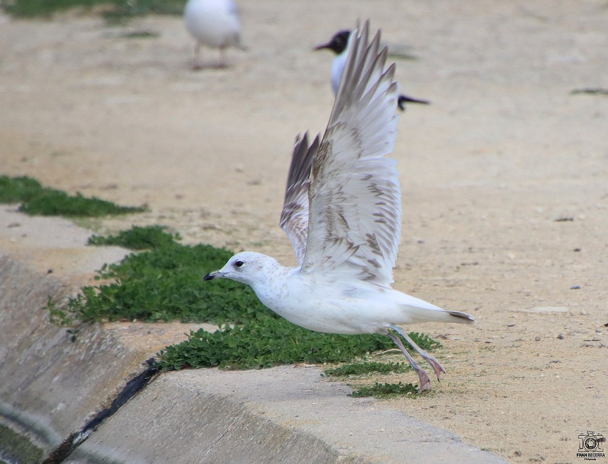 Common Gull - ML426033591