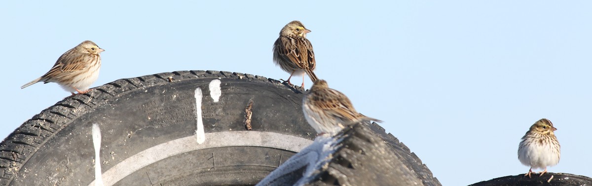 Savannah Sparrow - ML42603421