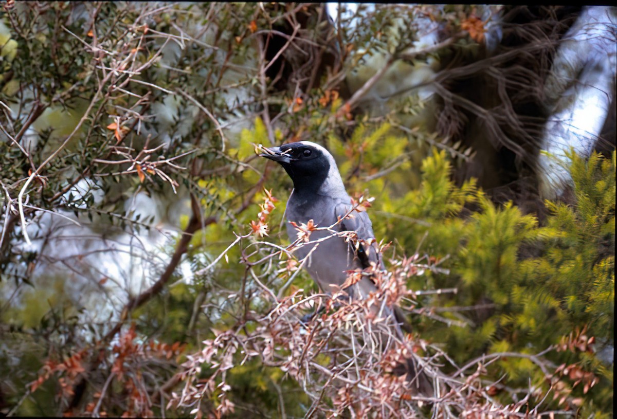 Black-faced Cuckooshrike - Dan Tallman