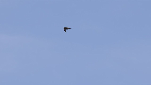 Common Swift - ML426035691