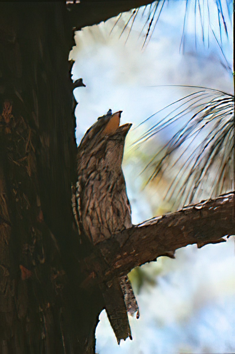 Tawny Frogmouth - Dan Tallman