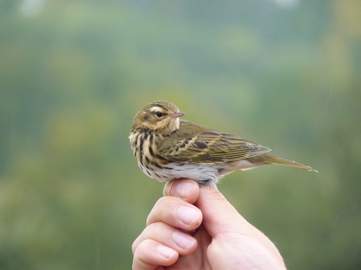 Pipit à dos olive - ML426037341