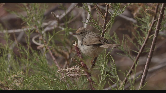 Graceful Prinia - ML426037881