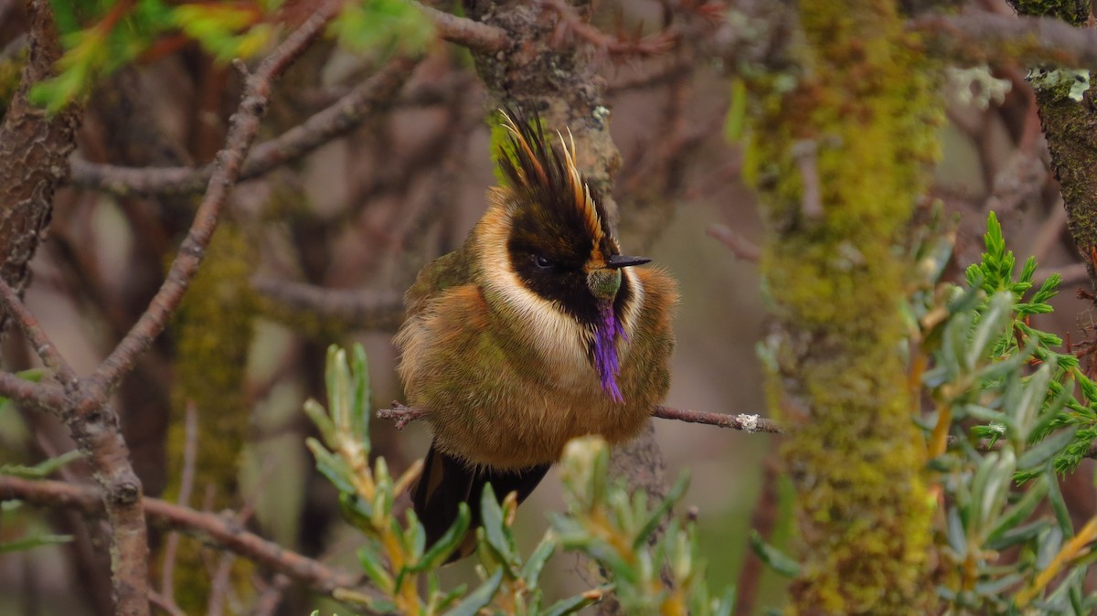 Buffy Helmetcrest - Jorge Muñoz García   CAQUETA BIRDING