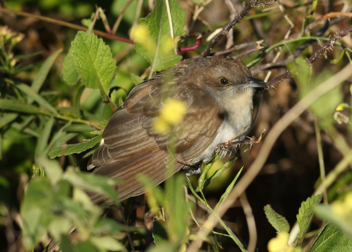 Black-billed Cuckoo - ML426038691