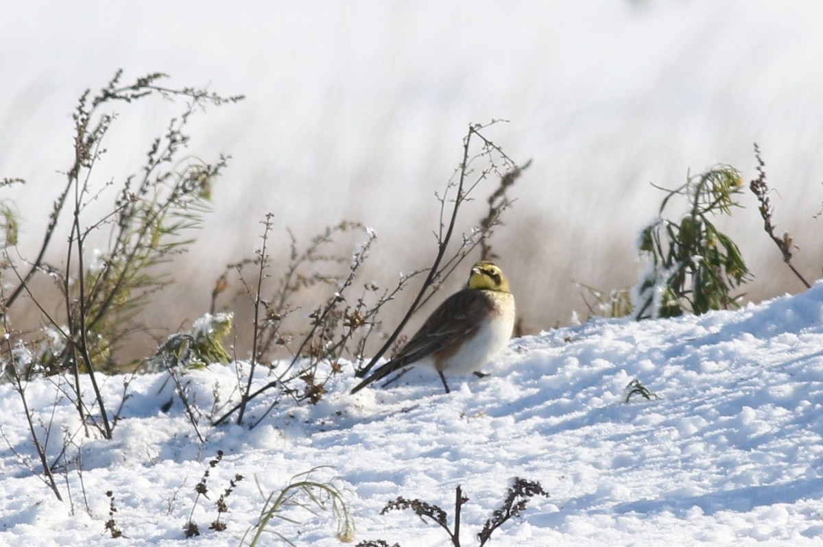 Horned Lark - Margaret Viens