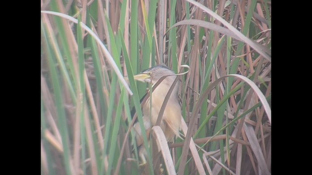 Little Bittern - ML426039471