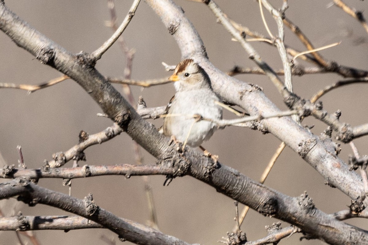 White-crowned Sparrow - Ann Van Sant