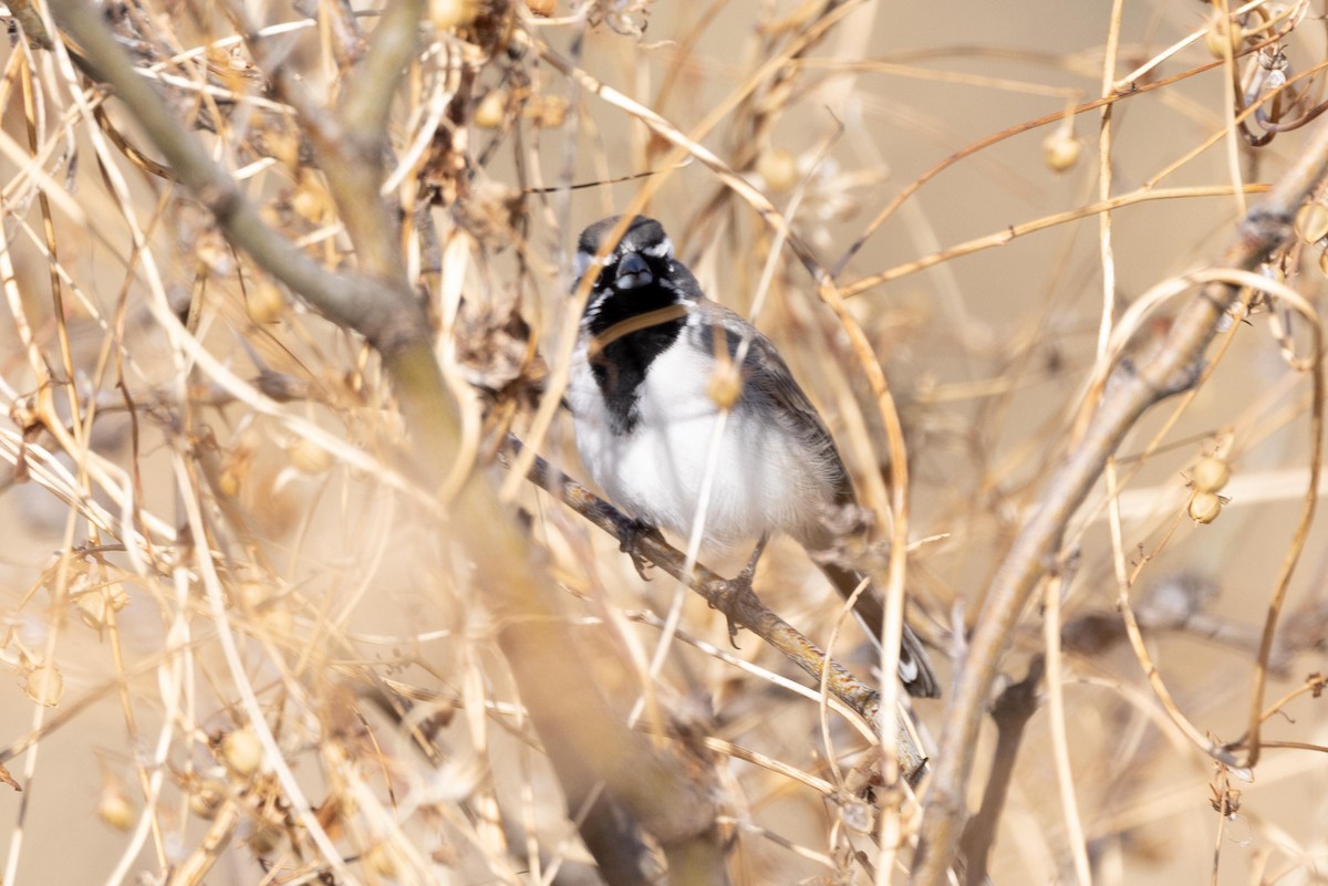 Black-throated Sparrow - Ann Van Sant