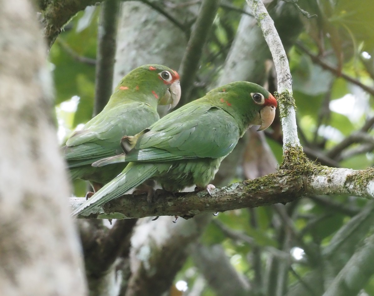 Conure mitrée (groupe mitratus) - ML426041751