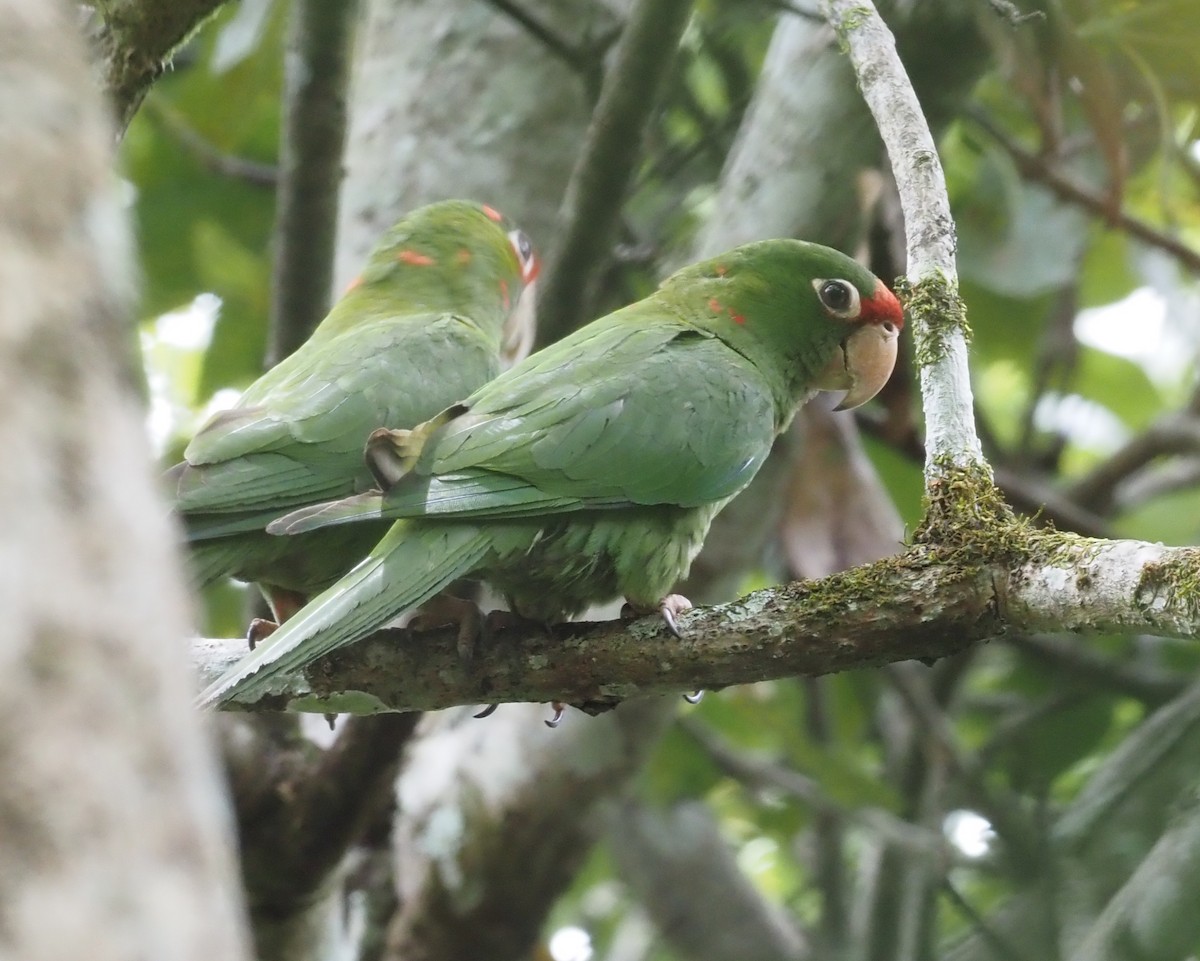 Conure mitrée (groupe mitratus) - ML426041861