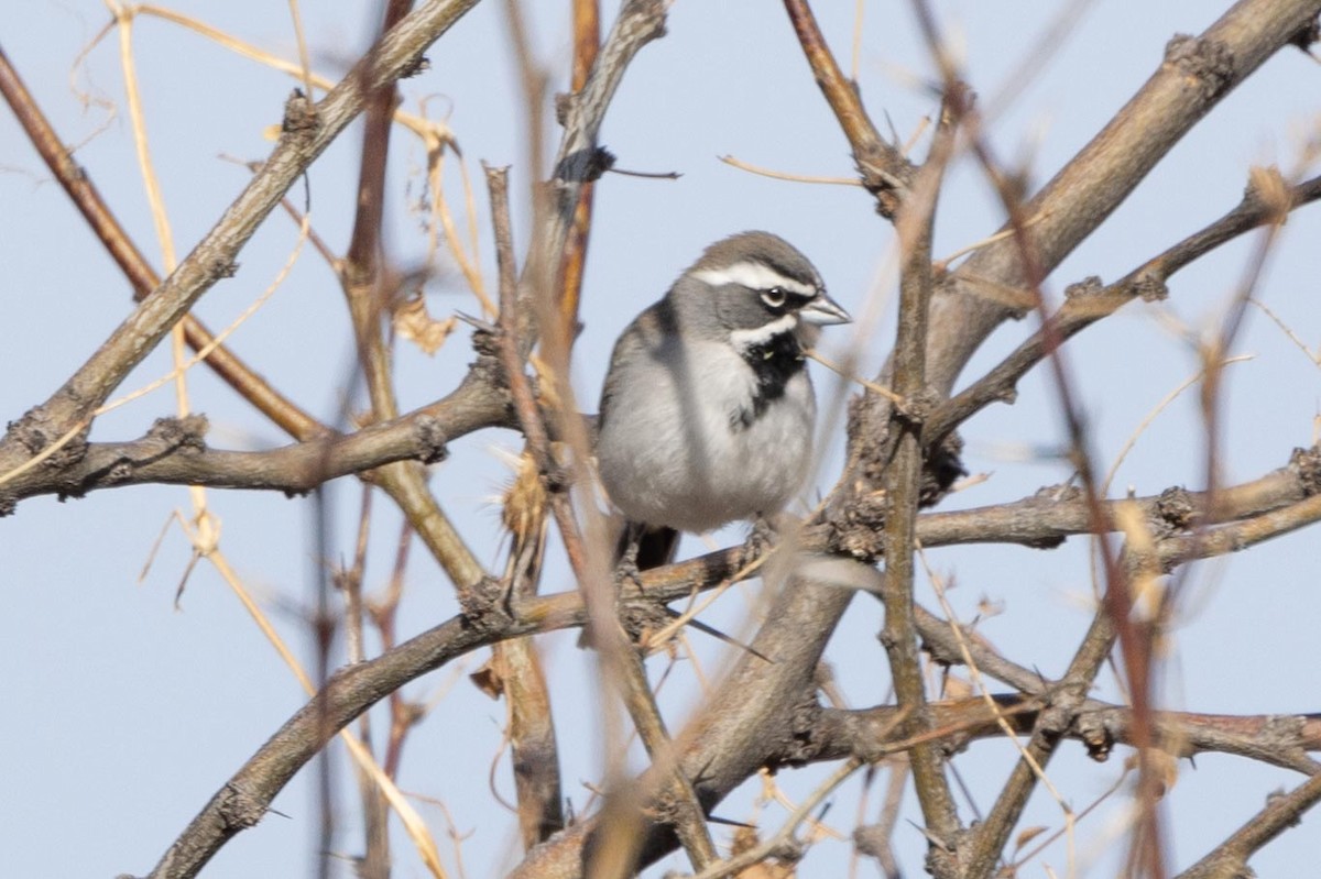 Black-throated Sparrow - ML426041921