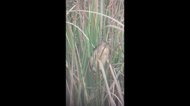 Little Bittern - ML426041981