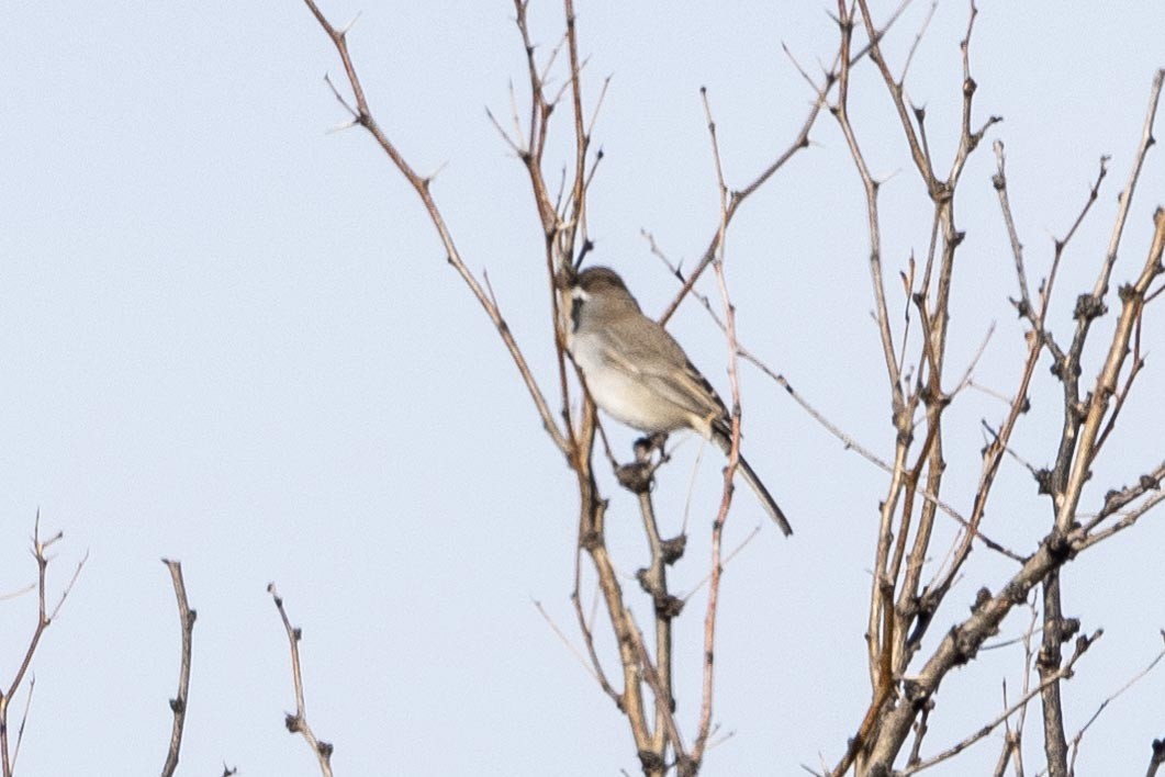 Black-throated Sparrow - Ann Van Sant