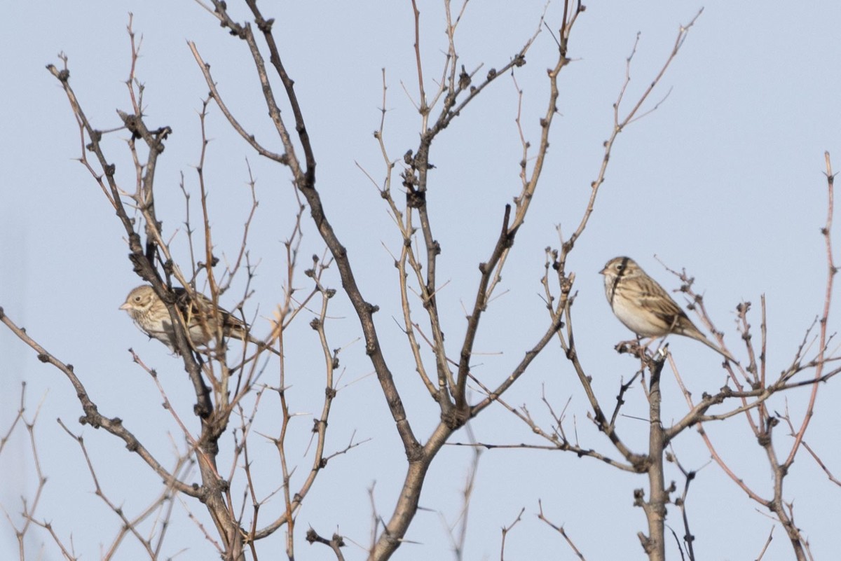 Vesper Sparrow - ML426042151